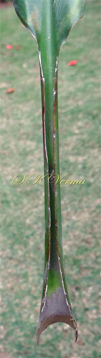   Leaf-Petiole and Leaf base
